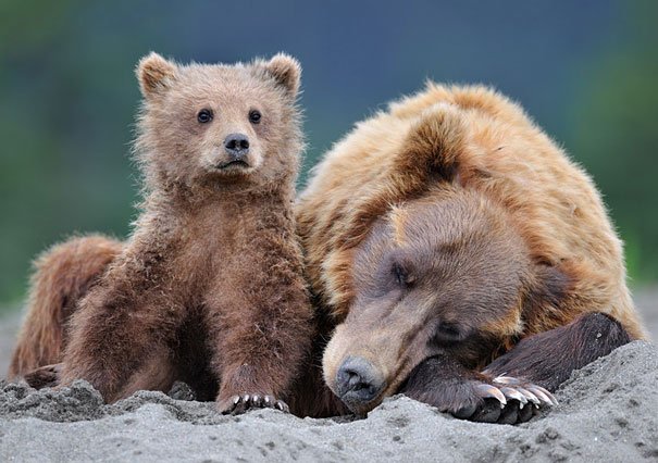 Adorable Photos of Bear Cubs in Russia's Wild East Adorable Photos of Bear Cubs in Russia's Wild East