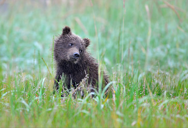 Adorable Photos of Bear Cubs in Russia's Wild East Adorable Photos of Bear Cubs in Russia's Wild East