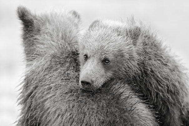Adorable Photos of Bear Cubs in Russia's Wild East Adorable Photos of Bear Cubs in Russia's Wild East