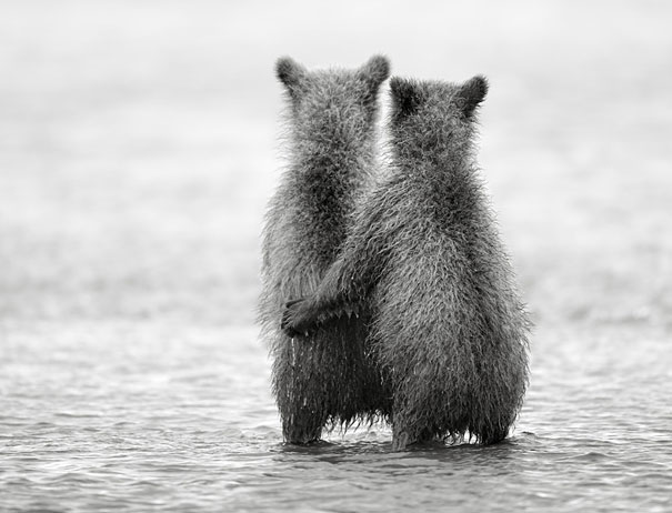 Adorable Photos of Bear Cubs in Russia's Wild East Adorable Photos of Bear Cubs in Russia's Wild East