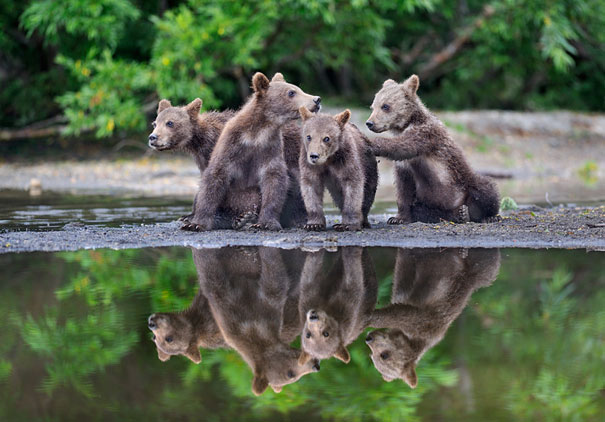 Adorable Photos of Bear Cubs in Russia's Wild East Adorable Photos of Bear Cubs in Russia's Wild East