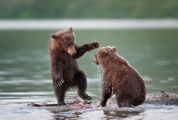 Adorable Photos of Bear Cubs in Russia's Wild East Adorable Photos of Bear Cubs in Russia's Wild East