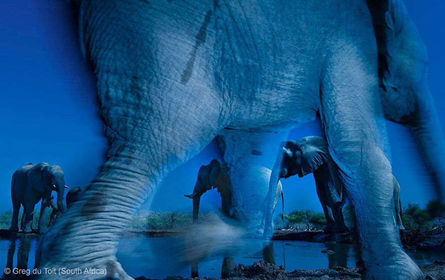15 Award-Winning Photos From The Wildlife Photographer of the Year 2013