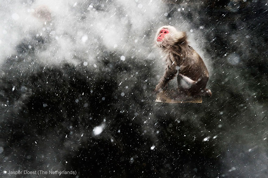 15 Award-Winning Photos From The Wildlife Photographer of the Year 2013 15 Award-Winning Photos From The Wildlife Photographer of the Year 2013