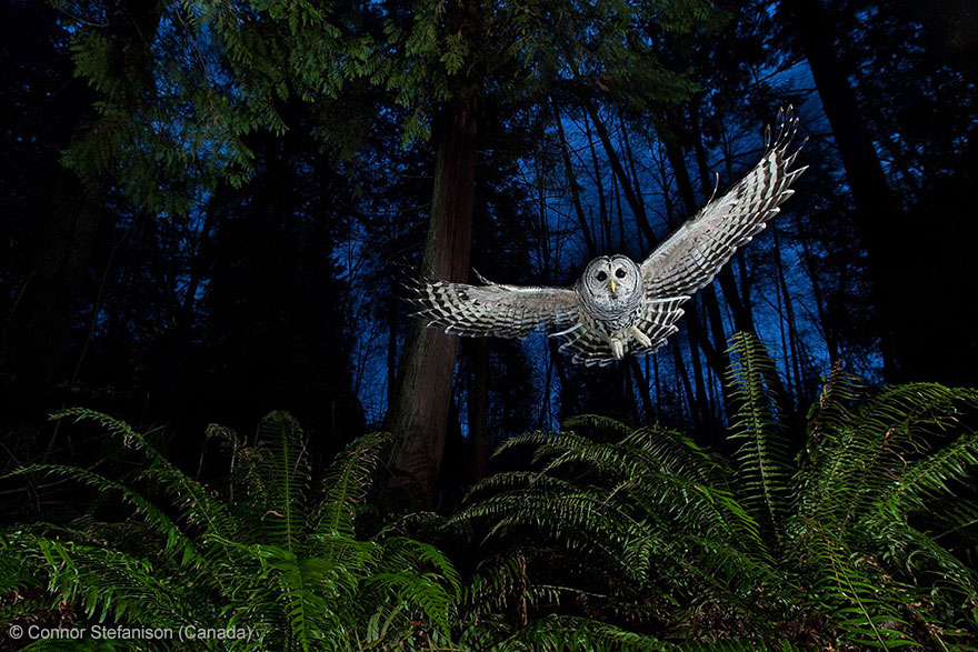 15 Award-Winning Photos From The Wildlife Photographer of the Year 2013 15 Award-Winning Photos From The Wildlife Photographer of the Year 2013