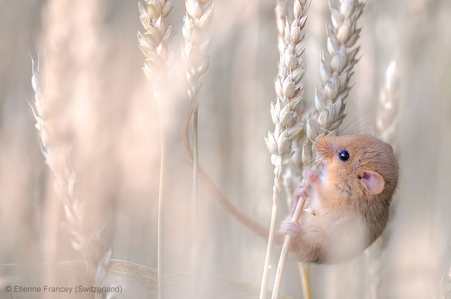 15 Award-Winning Photos From The Wildlife Photographer of the Year 2013 15 Award-Winning Photos From The Wildlife Photographer of the Year 2013