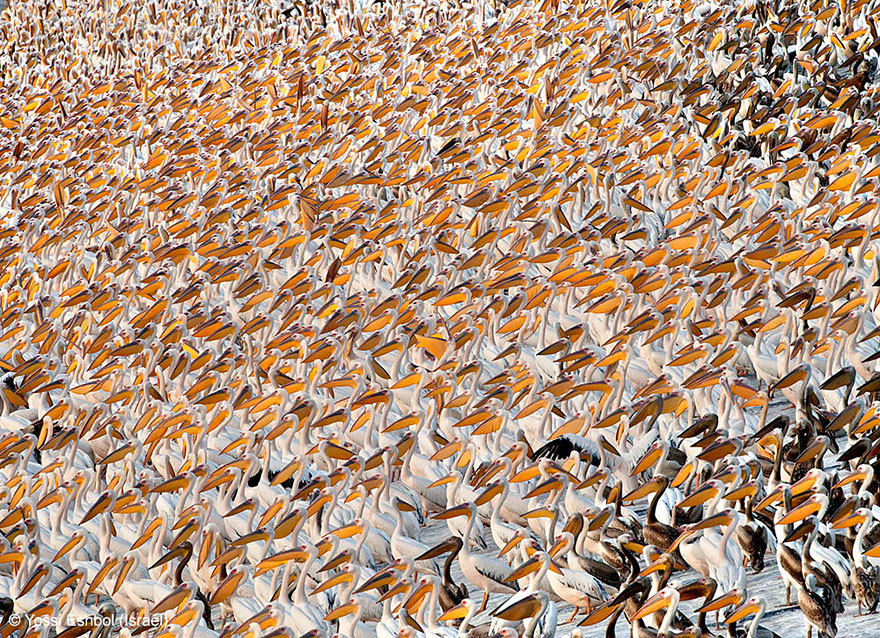 15 Award-Winning Photos From The Wildlife Photographer of the Year 2013