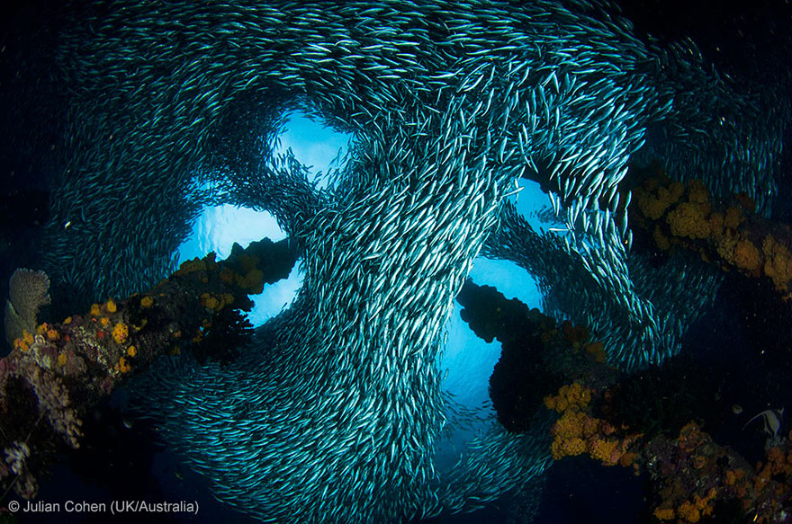 15 Award-Winning Photos From The Wildlife Photographer of the Year 2013 15 Award-Winning Photos From The Wildlife Photographer of the Year 2013