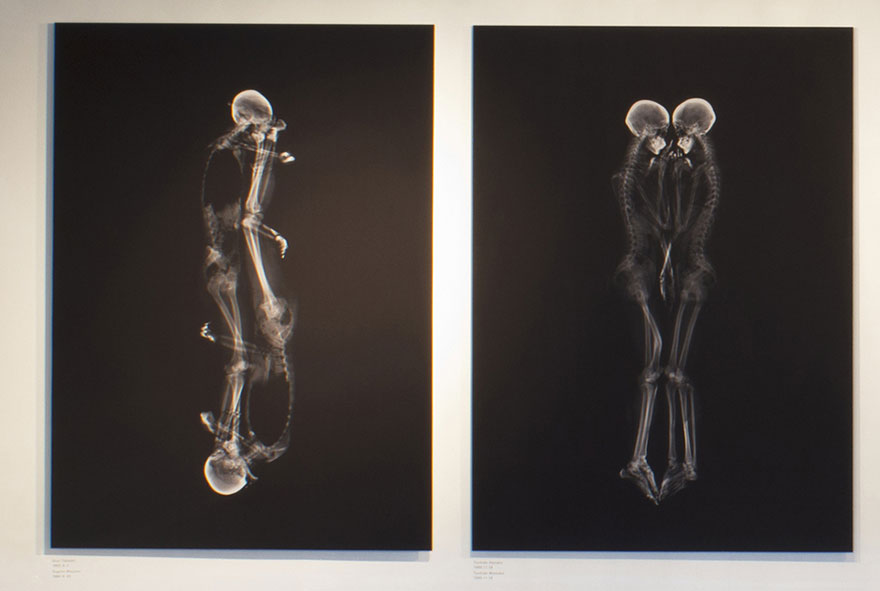 Intimate X-Ray Portraits of Couples by Ayako Kanda and Mayuka Hayashi Intimate X-Ray Portraits of Couples by Ayako Kanda and Mayuka Hayashi