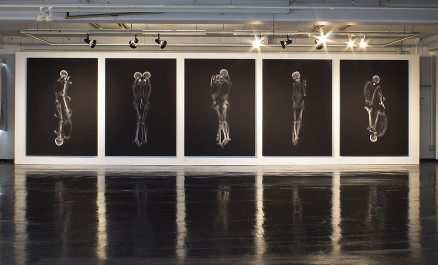 Intimate X-Ray Portraits of Couples by Ayako Kanda and Mayuka Hayashi