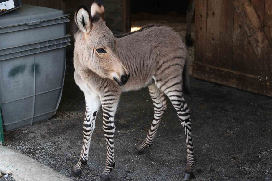 Meet Ippo, The Adorable Zonkey Who is Half Zebra, Half Donkey Meet Ippo, The Adorable Zonkey Who is Half Zebra, Half Donkey