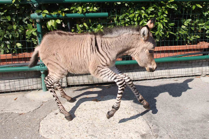 Meet Ippo, The Adorable Zonkey Who is Half Zebra, Half Donkey Meet Ippo, The Adorable Zonkey Who is Half Zebra, Half Donkey