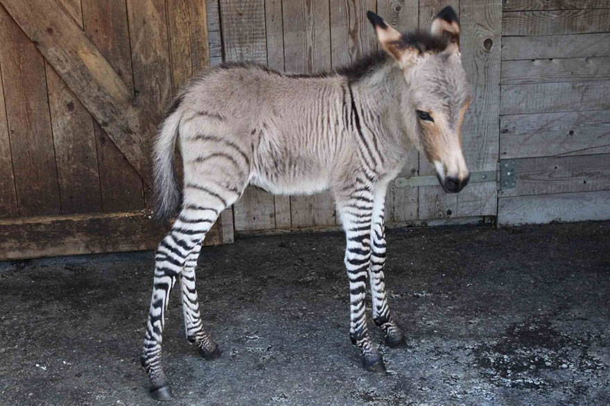 Meet Ippo, The Adorable Zonkey Who is Half Zebra, Half Donkey