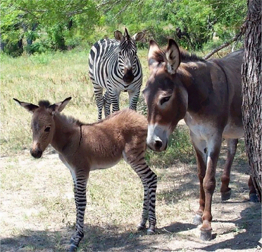 Meet Ippo, The Adorable Zonkey Who is Half Zebra, Half Donkey Meet Ippo, The Adorable Zonkey Who is Half Zebra, Half Donkey